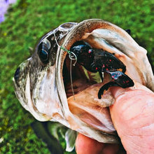 Load image into Gallery viewer, Doomzdna Turtle