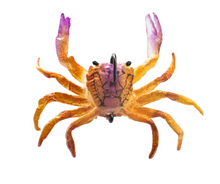 Load image into Gallery viewer, ChaseBaits Crusty Crab