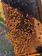 Load image into Gallery viewer, Hrabar Honey Bee