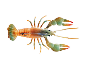 ChaseBaits The MudBug
