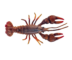 ChaseBaits The MudBug