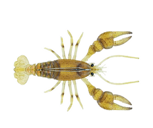 ChaseBaits The MudBug